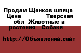 Продам Щенков шпица › Цена ­ 15 000 - Тверская обл. Животные и растения » Собаки   